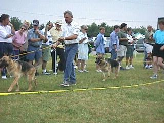 puppy9to12_gait2.jpg (29444 bytes)